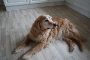 Vores gamle hund Carla lever osse af specific hundefoder