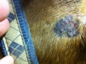 Hest hudlidelse 1